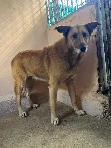 LAMBADA socievole, preoccupata da libera a reclusa cagnolina in adozione - Foto 9