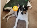 Pouf delizioso cagnolino in adozione taglia piccola