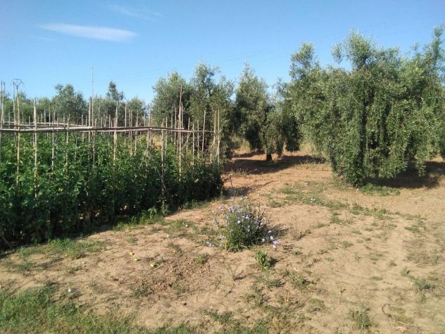 Terreno agricolo 1ha con annesso 26mq circa - Foto 10