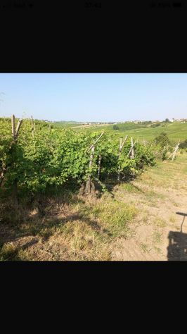 vigneto in salute