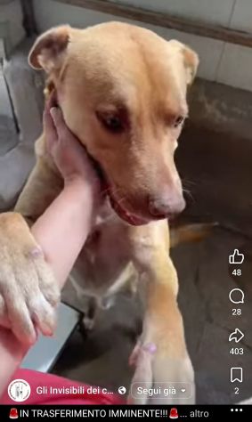 Il dolce Freesby cerca casa cane in adozione - Foto 9