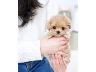 maltipoo