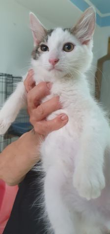 Prinpice, gatto delizioso - Foto 2