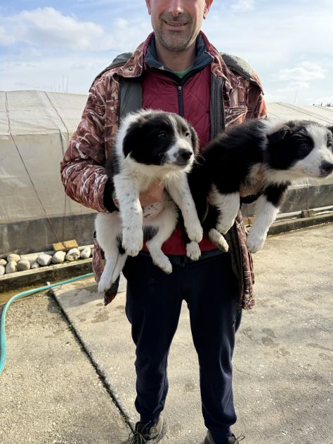Cuccioli di Border Collie - Foto 2