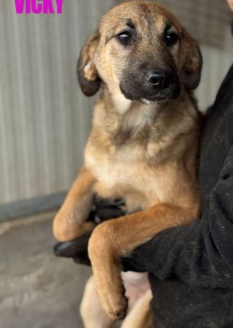 CUCCIOLI IN ADOZIONE taglia media - Foto 6