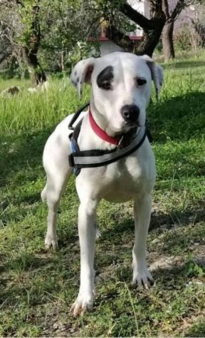 4anni splendida mix molossina non facciamola crescere in rifugio. SICILIA SOS