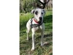 4anni splendida mix molossina non facciamola crescere in rifugio. SICILIA SOS