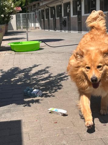 DIOR BELLISSIMO CAGNOLINO FULVO - Foto 3