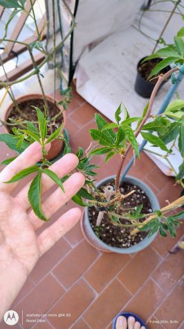 Passiflora pianta varietà viola - Foto 2