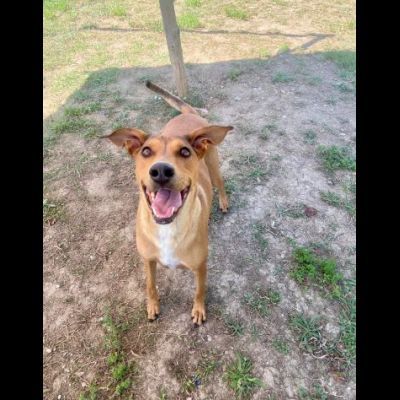 DOROTY ALLEGRA E SOCIEVOLE CAGNOLINA IN ADOZIONE - Foto 5