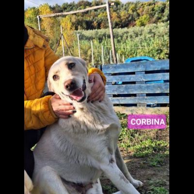UNA FAMIGLIA DI CUORI BIANCHI DA SALVARE, CANE IN ADOZIONE - Foto 5