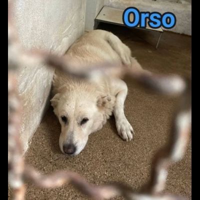 UNA FAMIGLIA DI CUORI BIANCHI DA SALVARE, CANE IN ADOZIONE - Foto 4