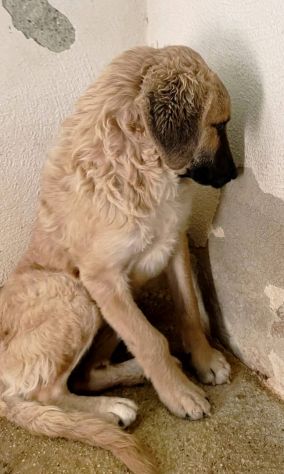 ANDROMACA CUCCIOLA IN ADOZIONE - Foto 8