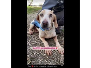 THEO IMPAURITO DAL CANILE CANE IN ADOZIONE