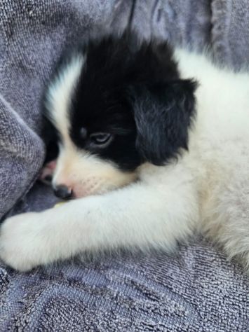 Luisa: 2 mesi taglia contenuta - Foto 5