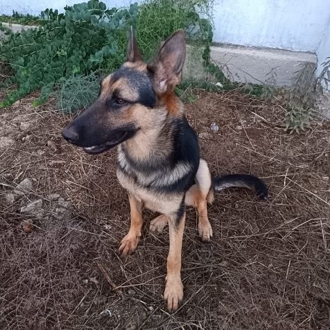 Cucciolotta di pastore cerca adozione