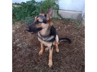Cucciolotta di pastore cerca adozione