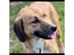 TENERA CAGNOLINA DA ADOTTARE