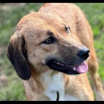 TENERA CAGNOLINA DA ADOTTARE - Foto 3