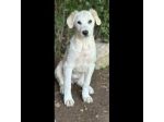 SALLY DELIZIOSA CUCCIOLA IN ADOZIONE
