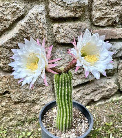 Piante grasse dai fiori spettacolari - Foto 6