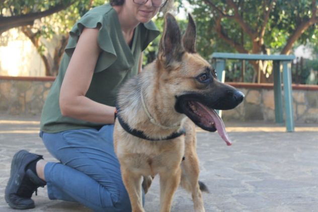 Pastore Tedesco 3anni  scartata xchè CIECA E SORDA ma autonoma !! SICILIA - Foto 2