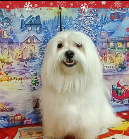 Maltesino cucciolo Toy maschio - Foto 5