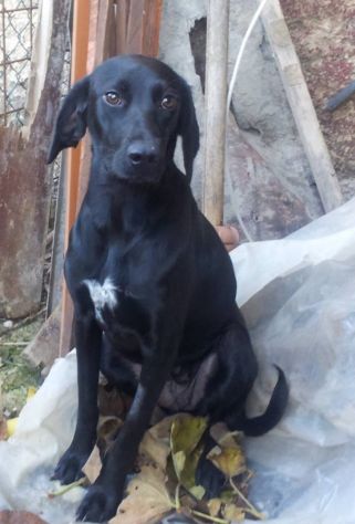 LOLA, tenera cagnolina dagli occhi dolcissimi - Foto 2