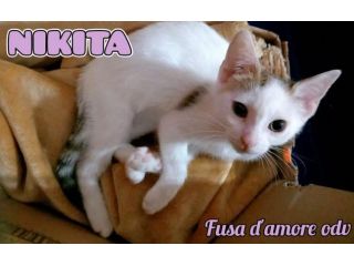 NIKITA, dolce gattina in adozione