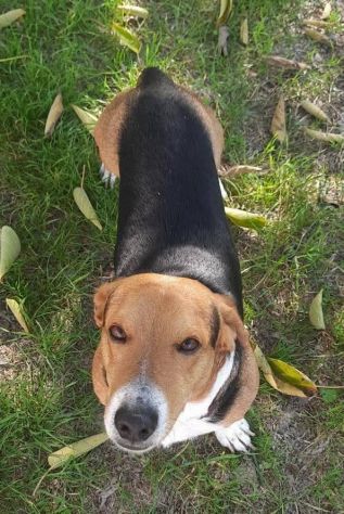 Bruno mix beagle e bassotto