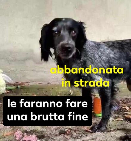 LILLY DOLCISSIMA SETTER VIVE PER STRADA - Foto 2