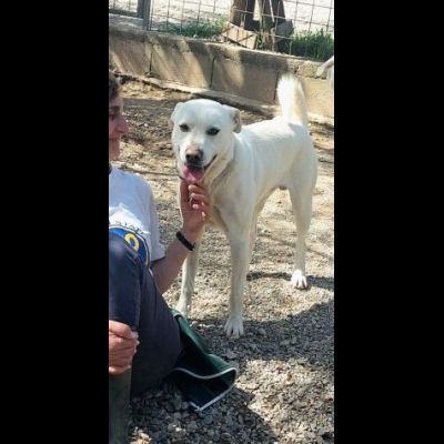 CALI' CAGNOLINO IN ADOZIONE - Foto 4