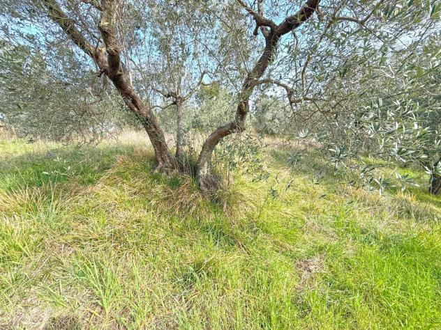 Terreno edif. residenziale in vendita a Riparbella 6500 mq Rif: 1409836 - Foto 3