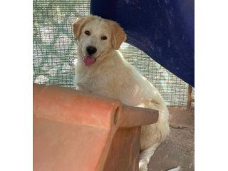 Nano cucciolo incrocio Golden Labrador