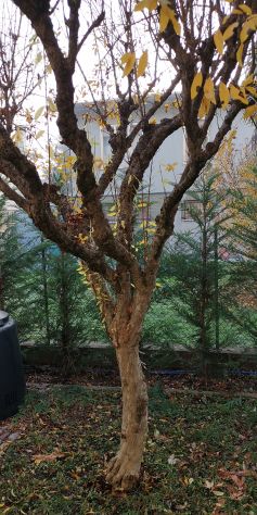 albero Melograno.
