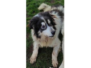 CANE IN ADOZIONE: PEGGY, dolce e determinata.