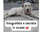 KIRA CUCCIOLONA SIMIL LABRADOR 18 MESI VIVE PER STRADA E’ IN SERIO PERICOLO
