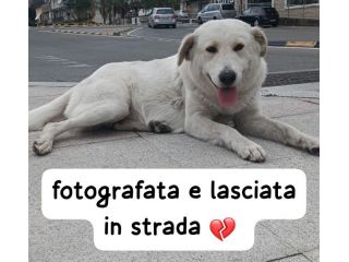 KIRA CUCCIOLONA SIMIL LABRADOR 18 MESI VIVE PER STRADA E’ IN SERIO PERICOLO