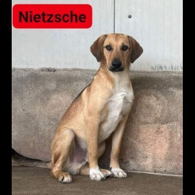 NIETZSCHE CUCCIOLO IN ADOZIONE Taglia medio contenuta 10 mesi - Foto 6