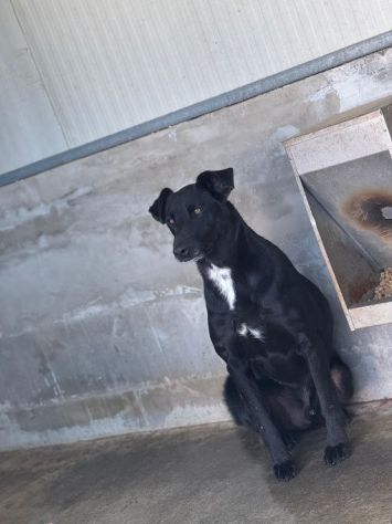 AARON dolce e vitale carbonello,  CANE IN ADOZIONE - Foto 5