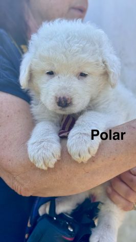 Cuccioli di maremmano