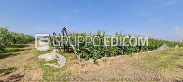 Fabbricati per attività agricole di 122 mq in vendita a Pisticci - Rif. 4541687 - Foto 7