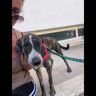 ELSA BUONA E SOCIEVOLE CUCCIOLA IN ADOZIONE - Foto 3