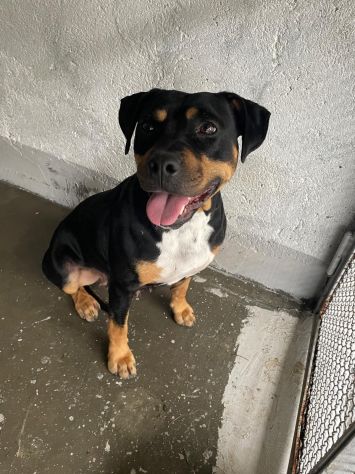 JANETTE molto socievole e dinamica cane in adozione - Foto 3
