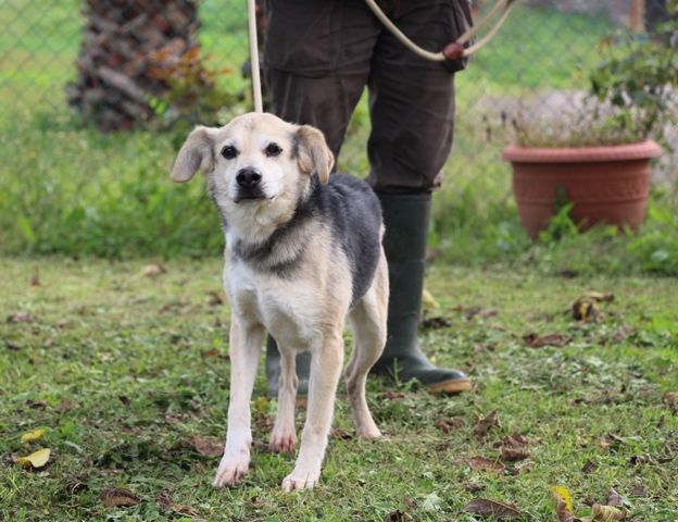 GENTILINO, tenero cagnolino - Foto 2