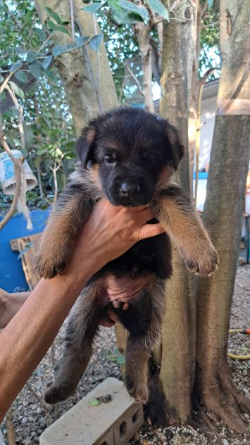 Cuccioli di pastore tedesco - Foto 10