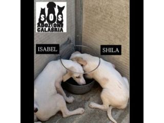 CUCCIOLI IN ADOZIONE