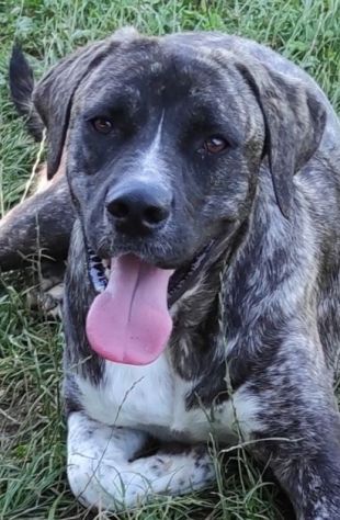 ZENO AMABILE E COCCOLONE: CANE IN ADOZIONE