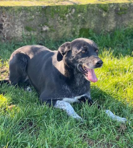 CANE IN ADOZIONE: ZEUS, taglia medio contenuta. - Foto 9
