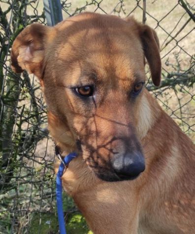 CAGNOLINO DOLCISSIMO SOLO IN CANILE CERCA CASA